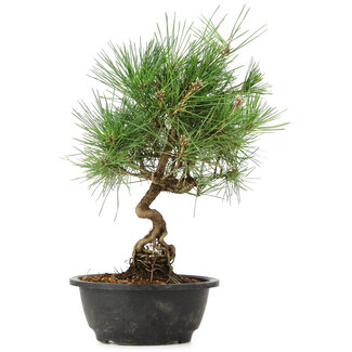 Pinus thunbergii, 33 cm, ± 12 jaar oud