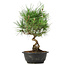Pinus thunbergii, 33 cm, ± 12 anni
