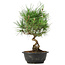 Pinus thunbergii, 33 cm, ± 12 jaar oud