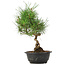 Pinus thunbergii, 33 cm, ± 12 years old