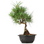 Pinus thunbergii, 33 cm, ± 12 jaar oud