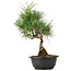 Pinus thunbergii, 33 cm, ± 12 years old