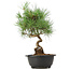 Pinus thunbergii, 33 cm, ± 12 anni