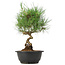 Pinus thunbergii, 33 cm, ± 12 jaar oud