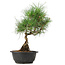 Pinus thunbergii, 33 cm, ± 12 anni