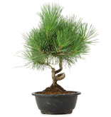 Pinus thunbergii, 32 cm, ± 12 jaar oud
