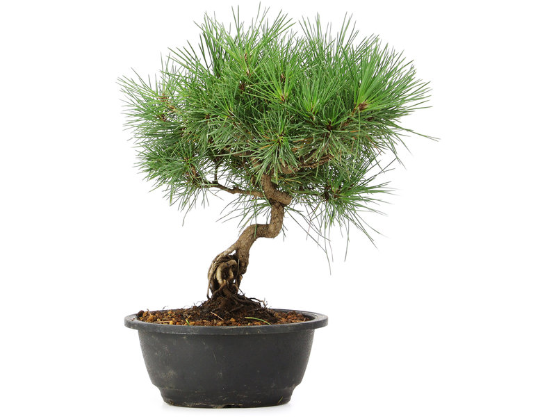 Pinus thunbergii, 27 cm, ± 12 jaar oud