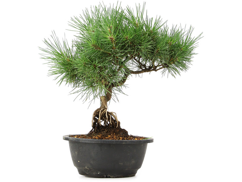 Pinus thunbergii, 27 cm, ± 12 jaar oud
