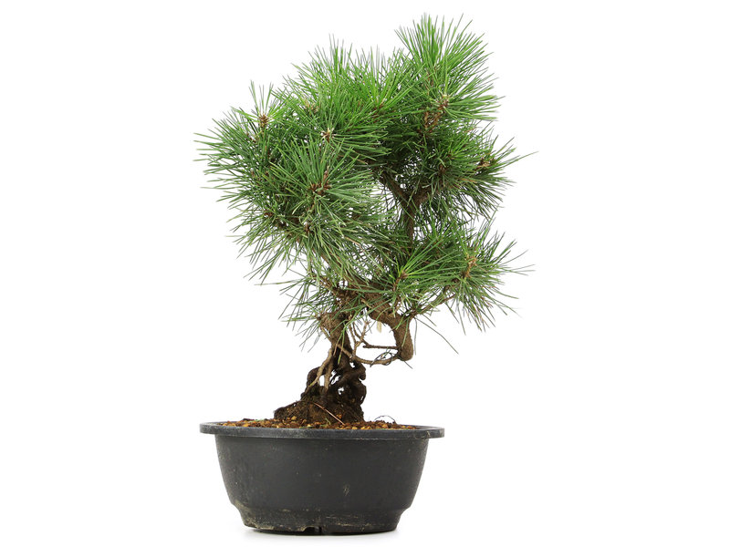 Pinus thunbergii, 34 cm, ± 12 jaar oud