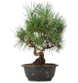 Pinus thunbergii, 29 cm, ± 12 jaar oud