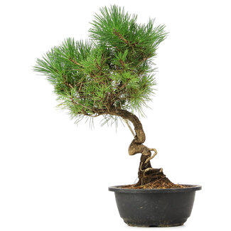 Pinus thunbergii, 37 cm, ± 12 ans