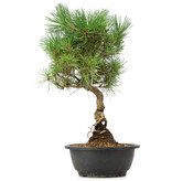 Pinus thunbergii, 37 cm, ± 12 jaar oud