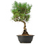 Pinus thunbergii, 37 cm, ± 12 Jahre alt
