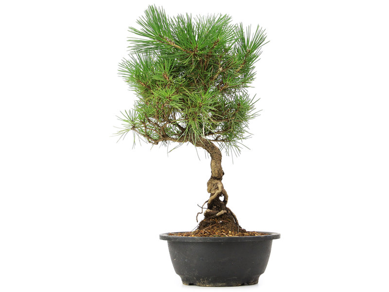 Pinus thunbergii, 37 cm, ± 12 jaar oud