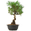 Pinus thunbergii, 37 cm, ± 12 years old