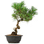 Pinus thunbergii, 37 cm, ± 12 anni