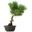 Pinus thunbergii, 37 cm, ± 12 years old