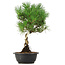 Pinus thunbergii, 37 cm, ± 12 anni