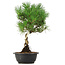 Pinus thunbergii, 37 cm, ± 12 Jahre alt