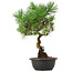 Pinus thunbergii, 37 cm, ± 12 Jahre alt