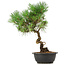 Pinus thunbergii, 37 cm, ± 12 anni