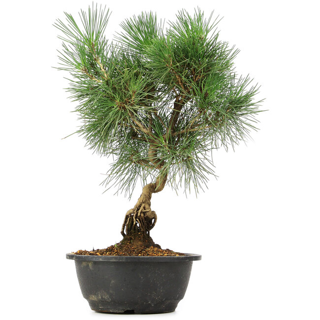 Pinus thunbergii, 34 cm, ± 12 jaar oud