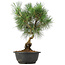 Pinus thunbergii, 34 cm, ± 12 anni