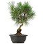 Pinus thunbergii, 34 cm, ± 12 jaar oud