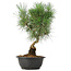 Pinus thunbergii, 34 cm, ± 12 jaar oud