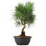 Pinus thunbergii, 34 cm, ± 12 jaar oud