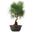 Pinus thunbergii, 34 cm, ± 12 years old