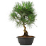 Pinus thunbergii, 34 cm, ± 12 jaar oud