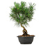 Pinus thunbergii, 34 cm, ± 12 anni