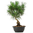 Pinus thunbergii, 34 cm, ± 12 jaar oud