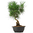 Pinus thunbergii, 34 cm, ± 12 jaar oud