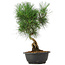 Pinus thunbergii, 34 cm, ± 12 Jahre alt