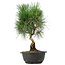 Pinus thunbergii, 34 cm, ± 12 jaar oud