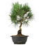 Pinus thunbergii, 34 cm, ± 12 jaar oud