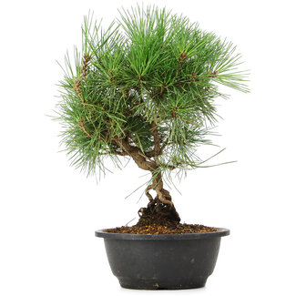 Pinus thunbergii, 33 cm, ± 12 jaar oud