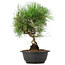 Pinus thunbergii, 33 cm, ± 12 anni