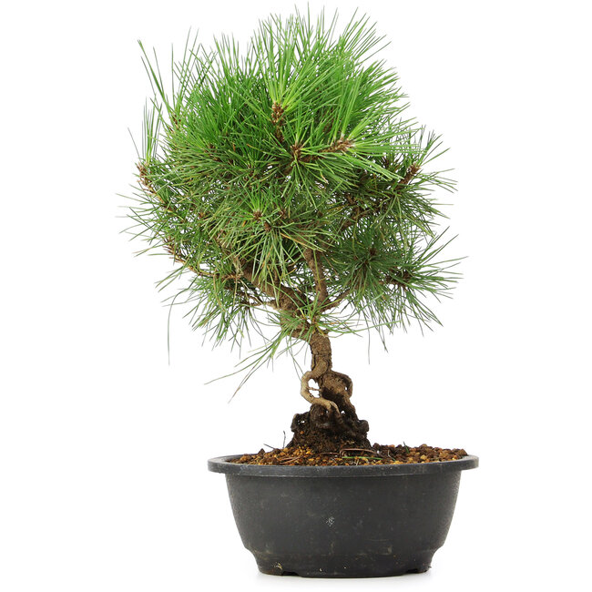 Pinus thunbergii, 33 cm, ± 12 anni