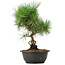 Pinus thunbergii, 33 cm, ± 12 jaar oud