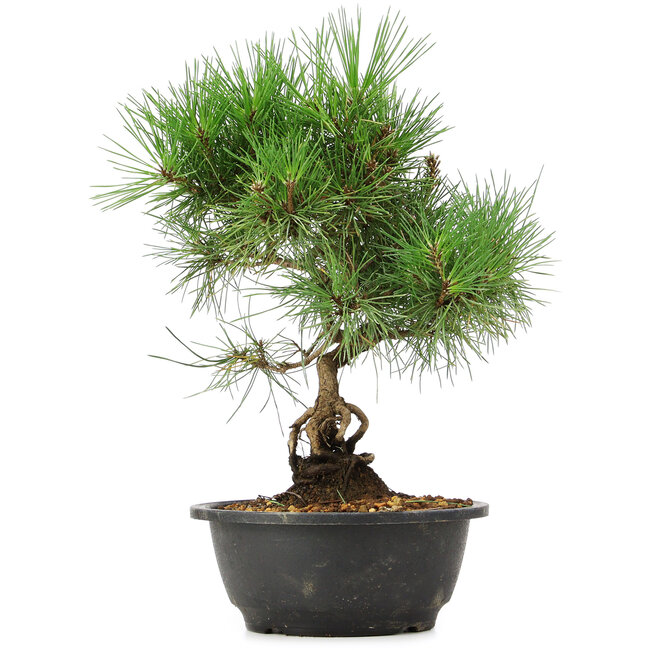 Pinus thunbergii, 33 cm, ± 12 jaar oud