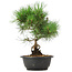 Pinus thunbergii, 33 cm, ± 12 anni