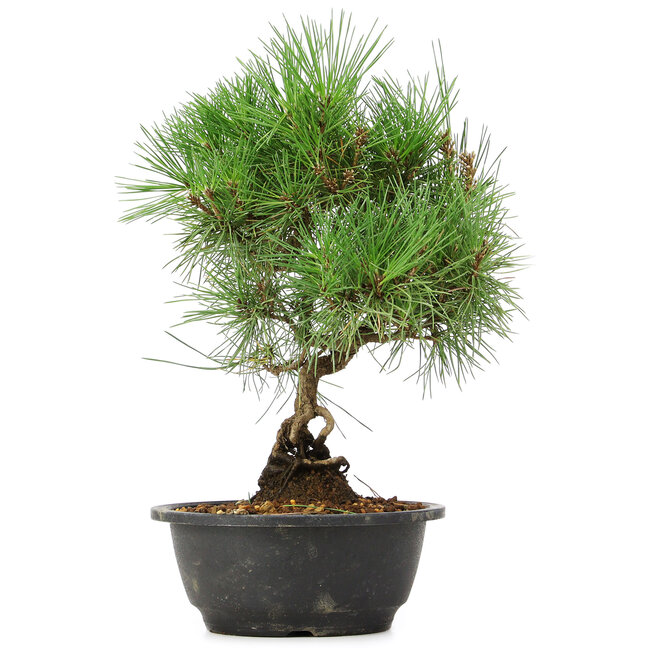 Pinus thunbergii, 33 cm, ± 12 años