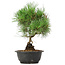 Pinus thunbergii, 33 cm, ± 12 years old