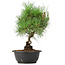 Pinus thunbergii, 33 cm, ± 12 jaar oud