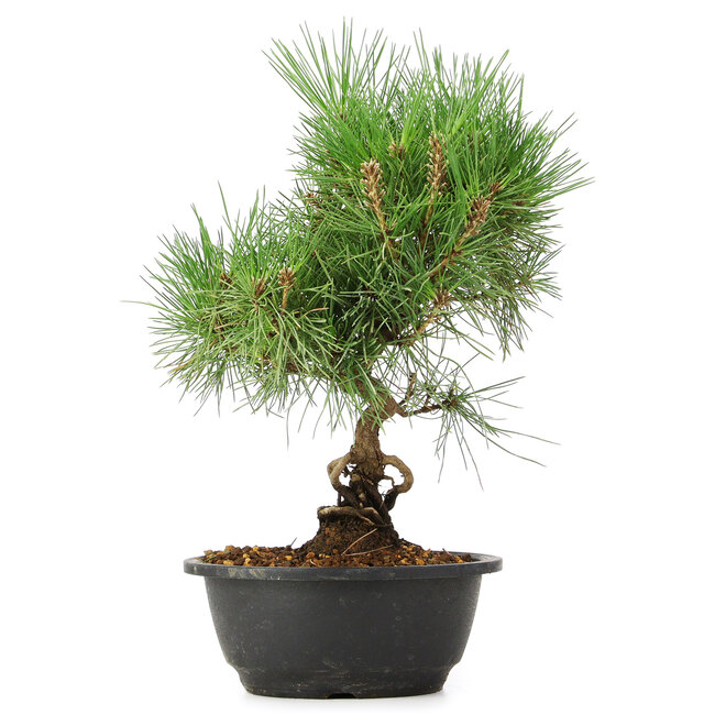 Pinus thunbergii, 33 cm, ± 12 anni