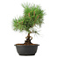 Pinus thunbergii, 33 cm, ± 12 years old