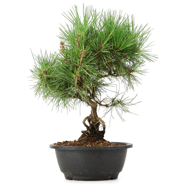 Pinus thunbergii, 33 cm, ± 12 jaar oud